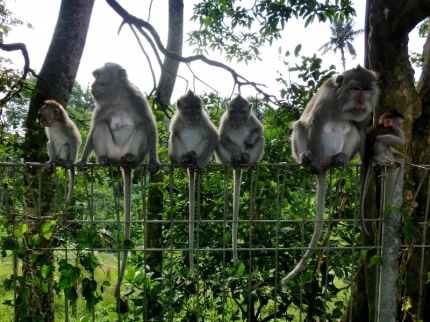 ubud (17)
